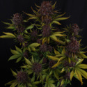 Purple Lemonade Auto (FastBuds) Feminisoidut