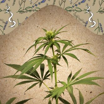 CBD Terra Italia (Female Seeds) feminisoitu