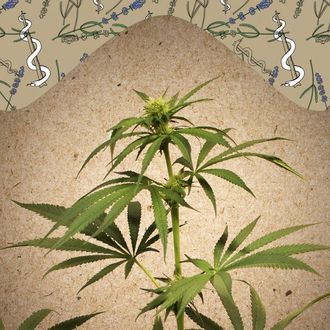 CBD Terra Italia (Female Seeds) Feminisoidut
