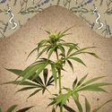CBD Terra Italia (Female Seeds) Feminisoidut