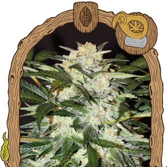 Monster Mash (Exotic Seed) feminisoitu