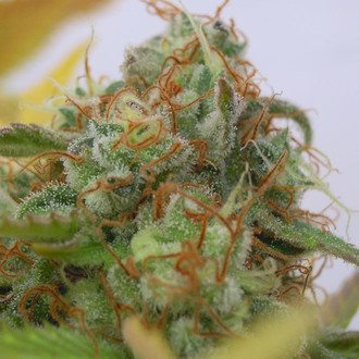 GG 4 Auto (Original Sensible) Feminisoidut