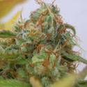 GG 4 Auto (Original Sensible) Feminisoidut
