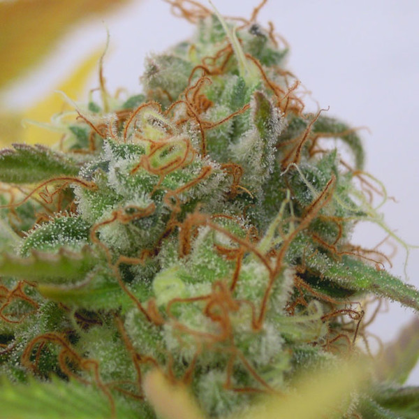 GG 4 Auto (Original Sensible) Feminisoidut