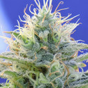 Auto Ghost OG (Original Sensible) Feminisoidut