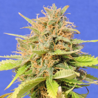 Girl Scout Cookies Auto (Original Sensible) Feminisoidut