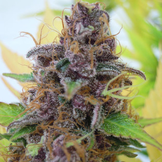 Gelato Auto (Original Sensible Seeds) feminisoidut