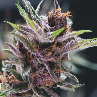Black Cherry Punch (Pyramid Seeds) Feminisoidut