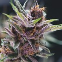 Black Cherry Punch (Pyramid Seeds) Feminisoidut