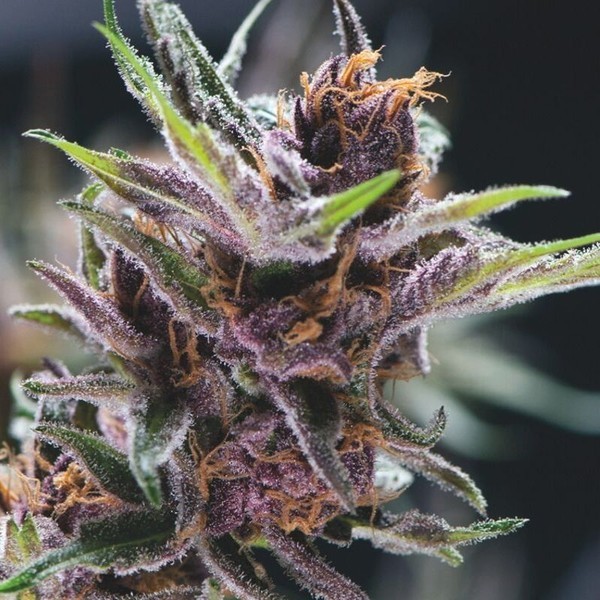 Black Cherry Punch (Pyramid Seeds) Feminisoidut