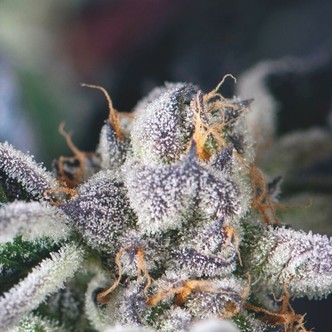 Cookies USA (Pyramid Seeds) feminisoidut