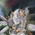 Cookies USA (Pyramid Seeds) Feminisoidut