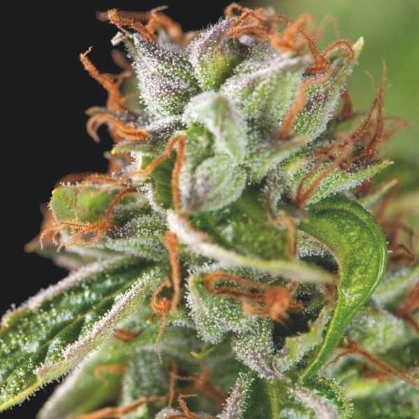 Double OG Haze (Pyramid Seeds) Feminisoidut