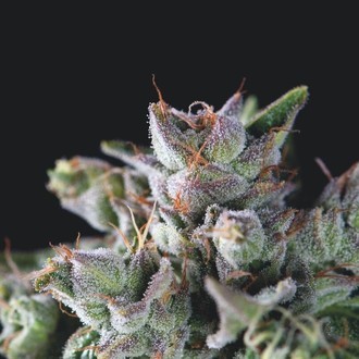 Gorila (Pyramid Seeds) Feminisoidut