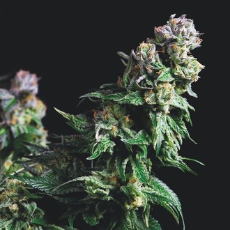 Purple Urkle (Pyramid Seeds) Feminisoidut
