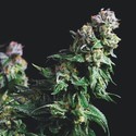 Purple Urkle (Pyramid Seeds) Feminisoidut