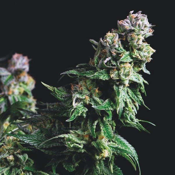 Purple Urkle (Pyramid Seeds) Feminisoidut