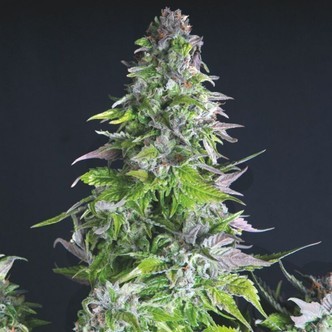 Romulan (Pyramid Seeds) feminisoidut kannabiksen siemenet