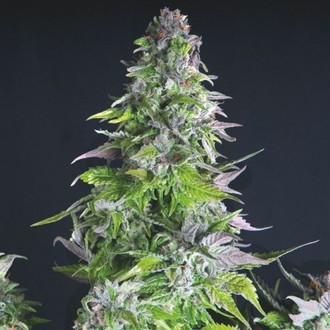Romulan (Pyramid Seeds) Feminisoidut