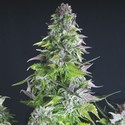 Romulan (Pyramid Seeds) Feminisoidut