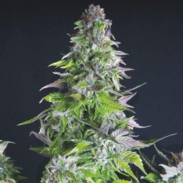 Romulan (Pyramid Seeds) Feminisoidut