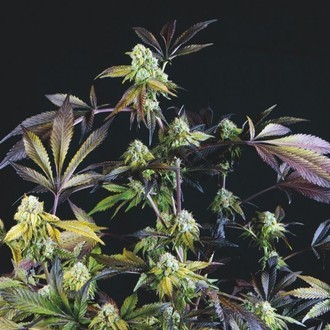 Sunset Sherbet (Pyramid Seeds) Feminisoidut