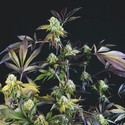 Sunset Sherbet (Pyramid Seeds) Feminisoidut