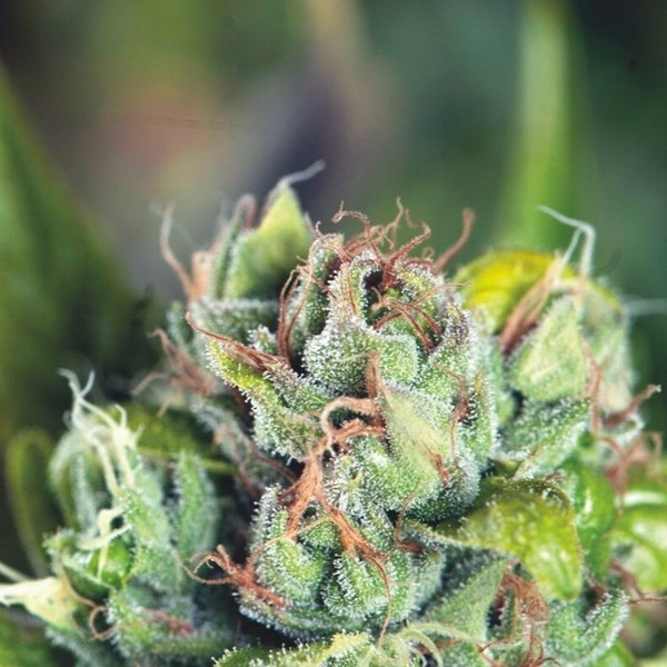 Tahoe Cure (Pyramid Seeds) Feminisoidut