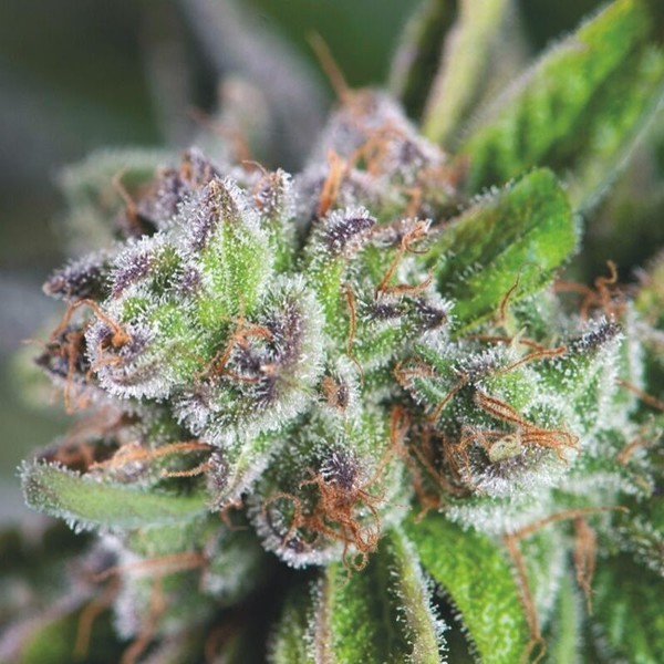 Watermelon Zkittlez (Pyramid Seeds) Feminisoidut