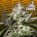 Auto Kong 4 (Paradise Seeds) Feminisoidut