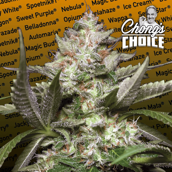 Auto Kong 4 (Paradise Seeds) Feminisoidut