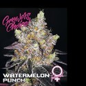 Watermelon Punch (Growers Choice) Feminisoidut