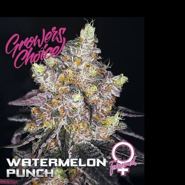 Watermelon Punch (Growers Choice) Feminisoidut