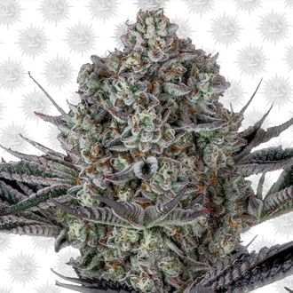 Dos Si Dos 33 (Barney's Farm) Feminisoidut