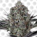 Dos Si Dos 33 (Barney's Farm) Feminisoidut