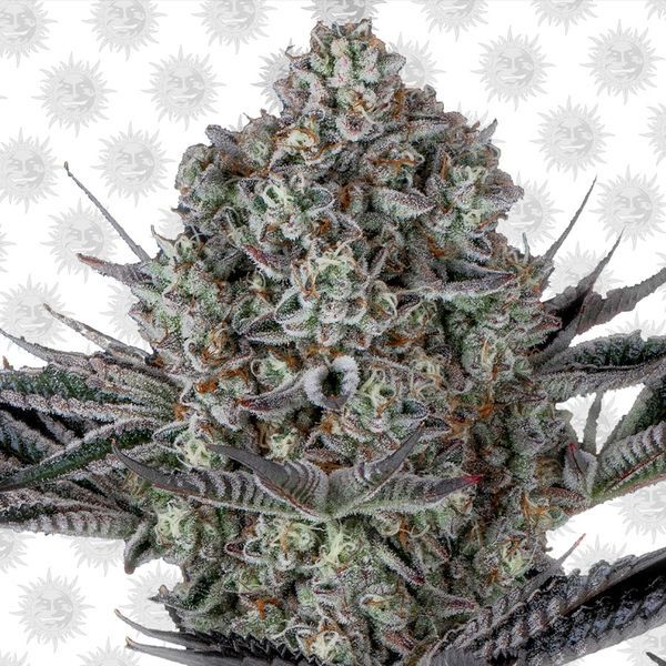 Dos Si Dos 33 (Barney's Farm) Feminisoidut