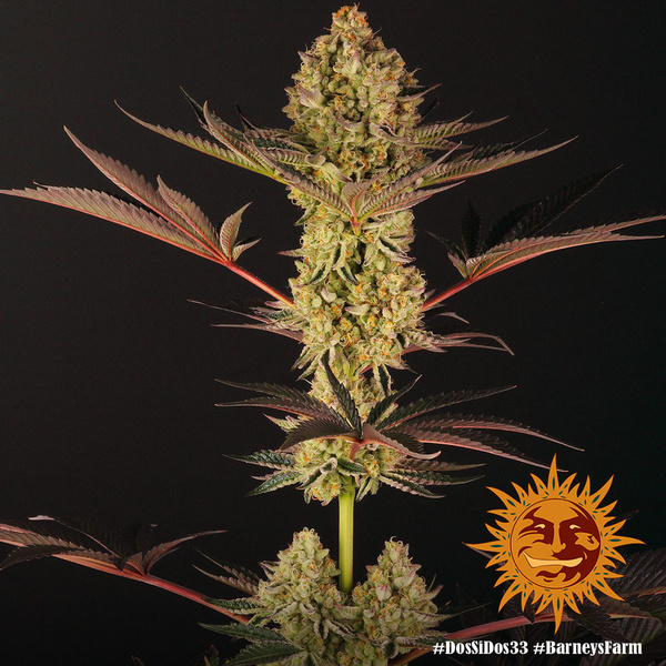 Dos Si Dos 33 (Barney's Farm) Feminisoidut