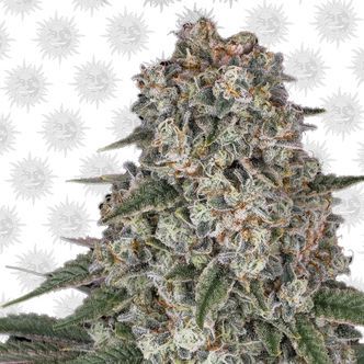 Tropicanna Banana (Barney's Farm) feminisoidut kannabiksen siemenet