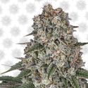 Tropicanna Banana (Barney's Farm) Feminisoidut