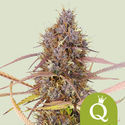 Purple Queen Autoflower (Royal Queen Seeds) Feminisoidut