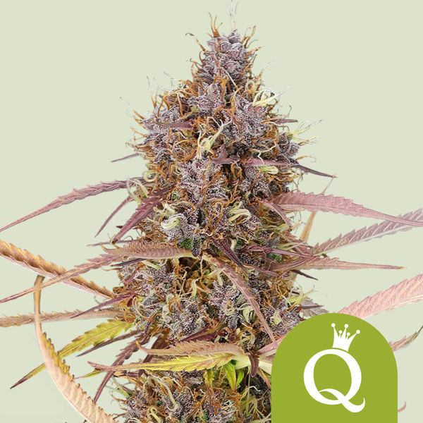 Purple Queen Autoflower (Royal Queen Seeds) Feminisoidut