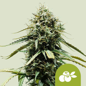 Haze Berry Automatic (Royal Queen Seeds) feminisoitu