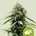 Haze Berry Autoflower (Royal Queen Seeds) Feminisoidut