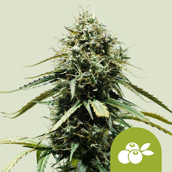 Haze Berry Autoflower (Royal Queen Seeds) Feminisoidut