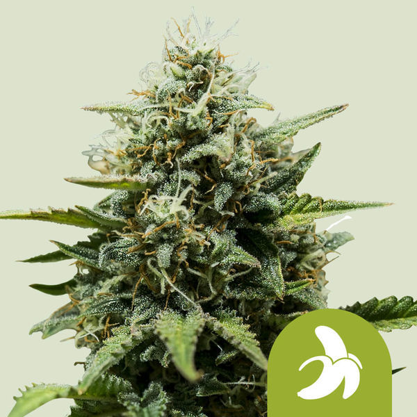 Fat Banana Auto (Royal Queen Seeds) Feminisoidut