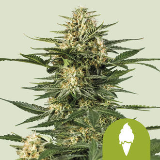 Green Gelato Autoflower (Royal Queen Seeds) Feminisoidut