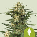 Green Gelato Autoflower (Royal Queen Seeds) Feminisoidut