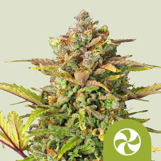 Sweet ZZ Automatic (Royal Queen Seeds) feminisoidut
