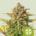 Sweet ZZ Autoflower (Royal Queen Seeds) Feminisoidut