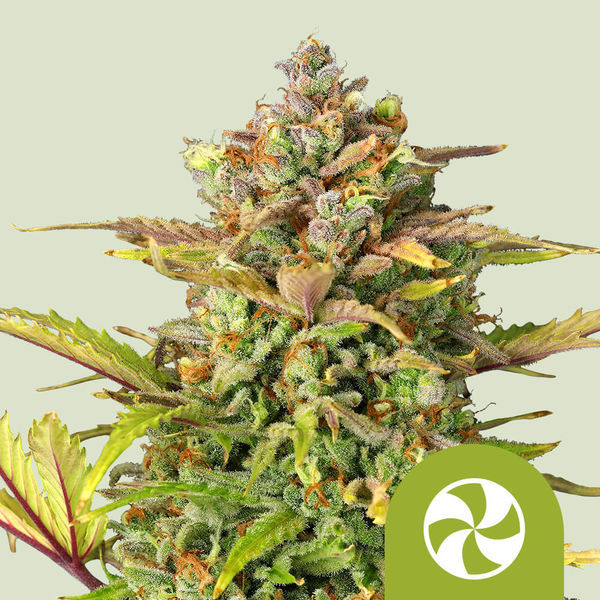 Sweet ZZ Autoflower (Royal Queen Seeds) Feminisoidut